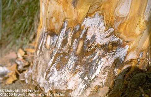 Armillaria root rot on the trunk of a tree. 