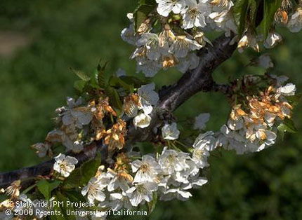 Brown rot blossom infections. 
