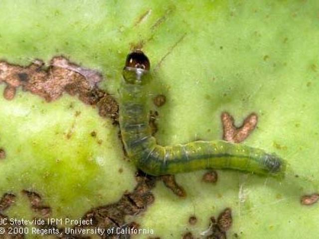 Obliquebanded Leafroller larvae on pear.