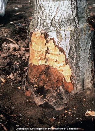 Phytophthora Crown Rot. photo by Jack Kelly Clark. 