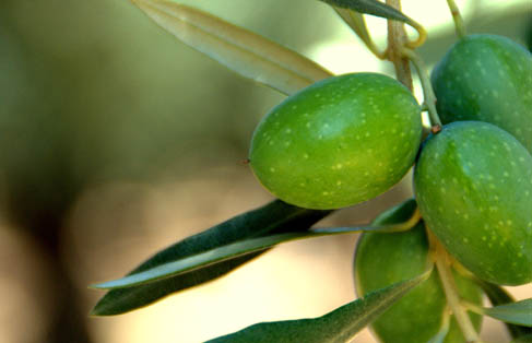 Manzanillo olive.