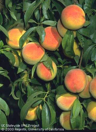 Peach fruit.