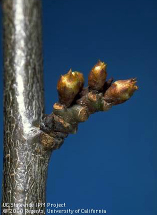 Flower buds of Santa Rosa plum at first swell. 