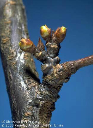Flower buds of Santa Rosa plum at first swell. 