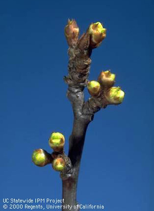 Flower buds of Santa Rosa plum at early green tip.
