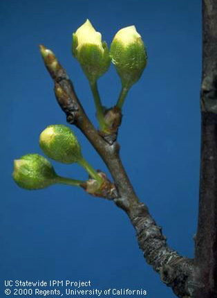 Flower buds of Santa Rosa plum at early white tip/1st white. 