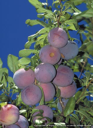 Santa Rosa plums on tree. 