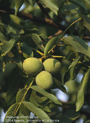 Walnut foliage & clusters of fruit nearing maturity