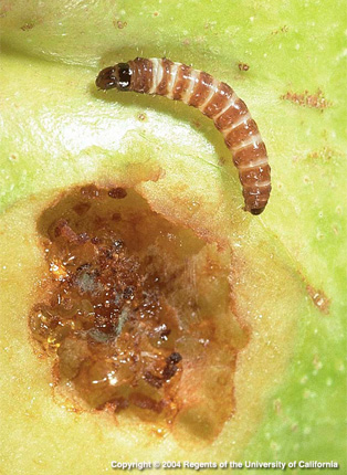 Mature Peach Twig Borer Larva. 