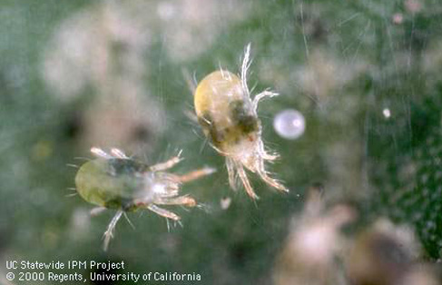 Spider mite adults and eggs. 