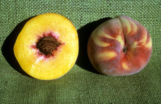 Peach cv. Royal Hale.