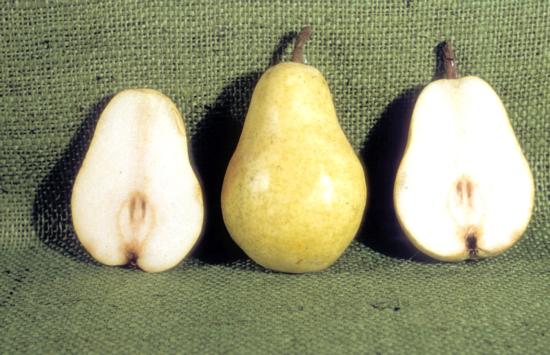 Pear cv. Bartlett. 