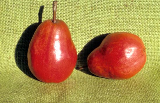 Pear cv. Red Bartlett.