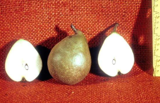 Pear cv. El Dorado.