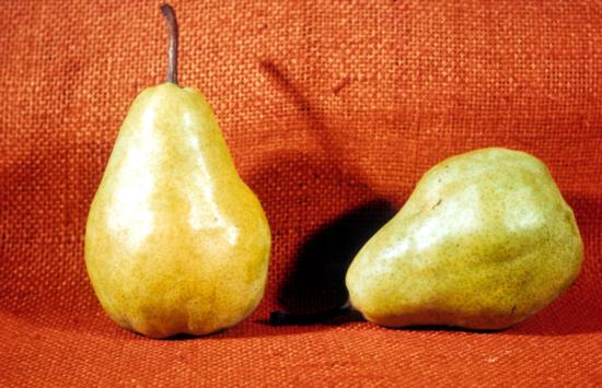 Pear cv. Seckel Pear.