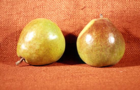 Pear cv. Comice. 
