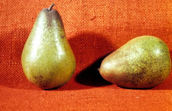 Pear cv. Comice. 
