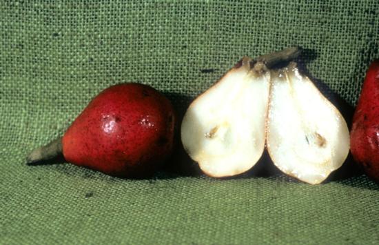 Pear cv. Winter Nelis.