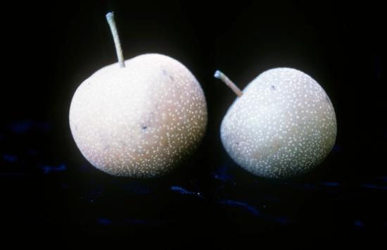 Pear Apple cv. Russet. 