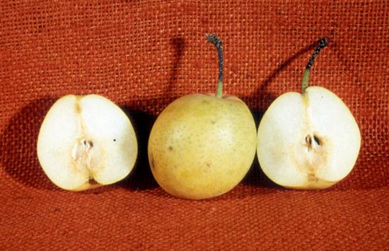 Pear Apple.
