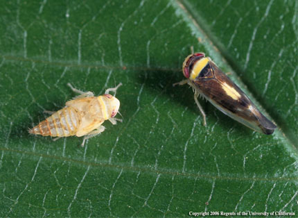 Mountain Leafhopper adult & nymph.