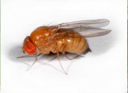 Adult female Drosophila suzukii.
