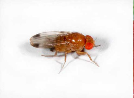 Adult male Drosophila suzukii.