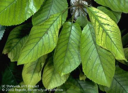 Foliage with iron deficiency symptoms.