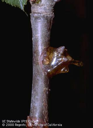 Gum-covered bud killed by bacterial canker (blast).