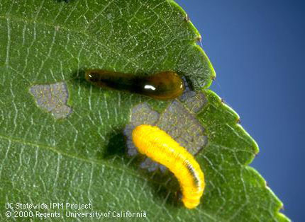 Cherry/pear slug & feeding damage; no slimy coating on mature larvae.