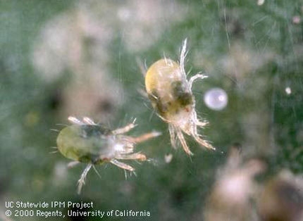Spider mite adults & egg.