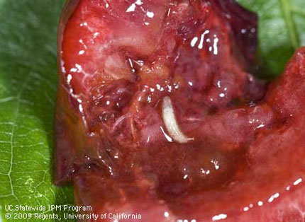 Drosophila suzukii larva in cherry.