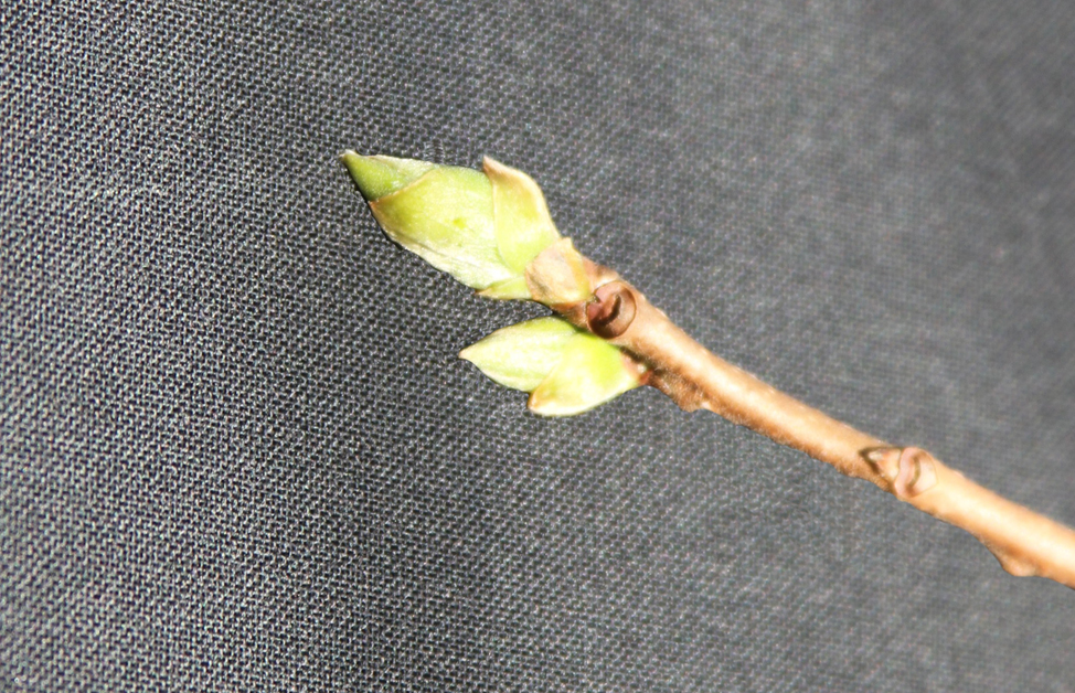 Green tip stage in persimmon, cv Fuyu.