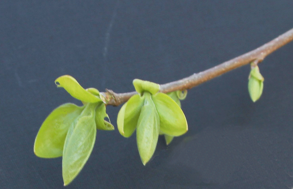 First leaves in Persimmon, cv Fuyu