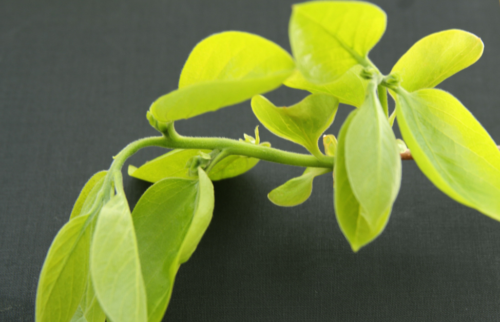 Shoot growth in persimmon, cv Fuyu. 
