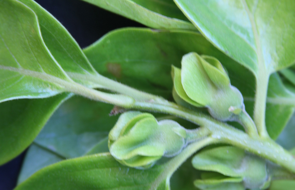 Sepals united in persimmon flower, cv Fuyu