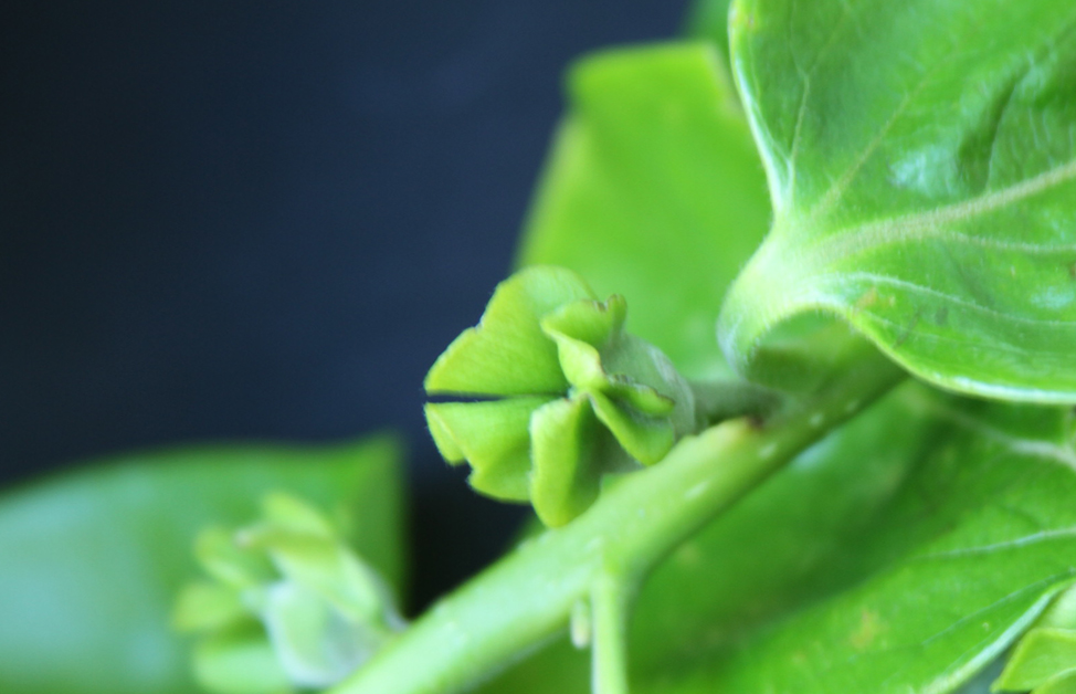 Sepals separate in persimmon flower, cv Fuyu.