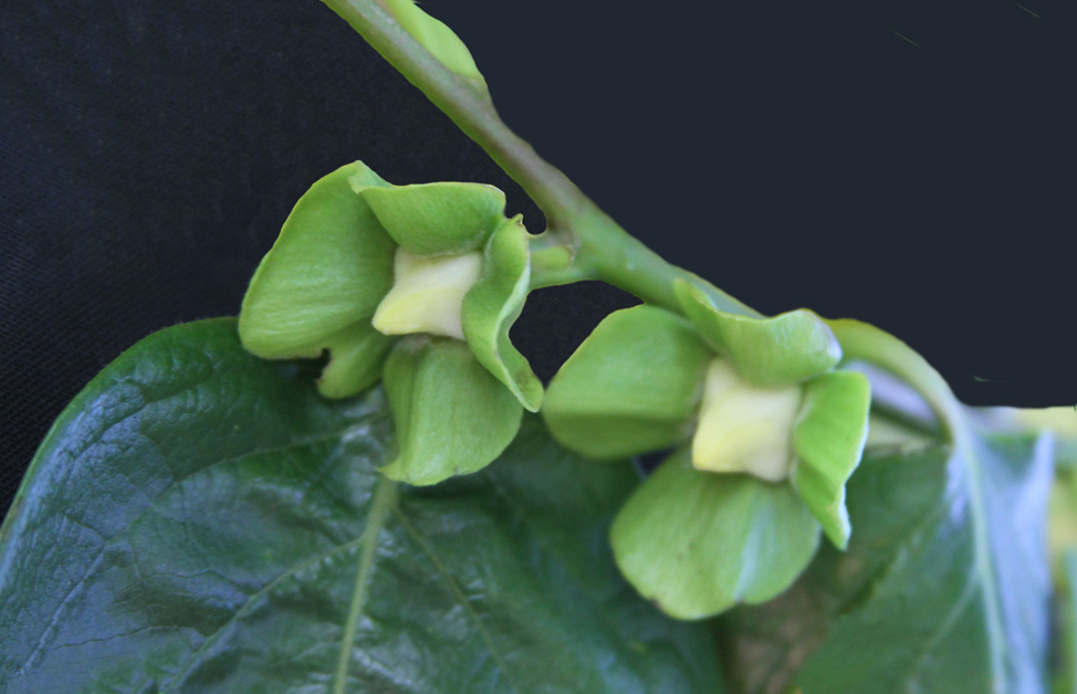 Flower tips in persimmon flower, cv Fuyu.