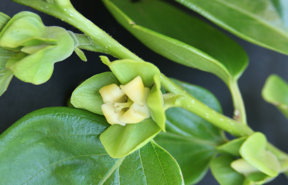Flower open in persimmon, cv Fuyu. 