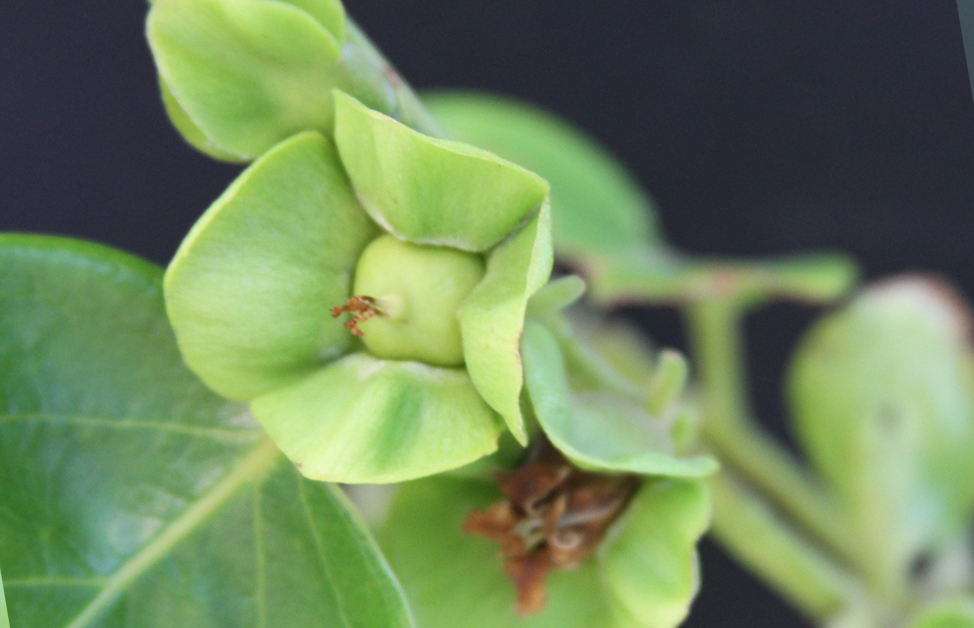 Fruit set in persimmon, cv Fuyu. 