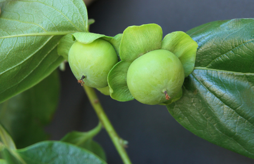 Fruit Growth in persimmon, cv Fuyu