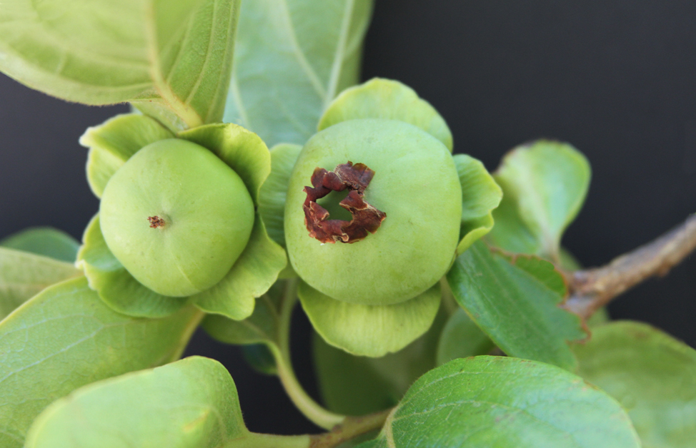 Petal fall/Fruit set in persimmon, cv Izu