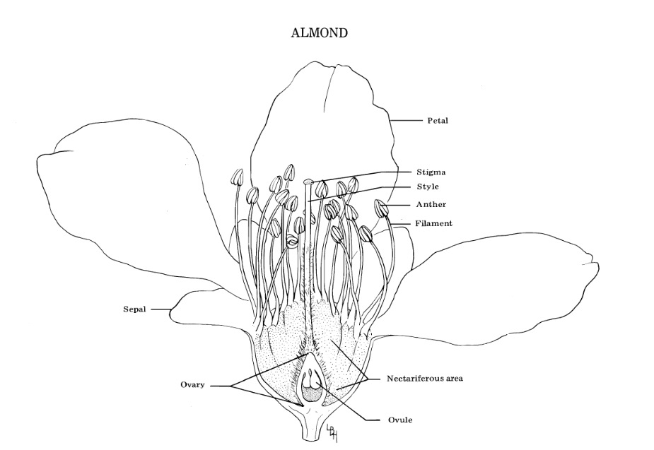 Almond flower diagram