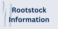 Rootstocks