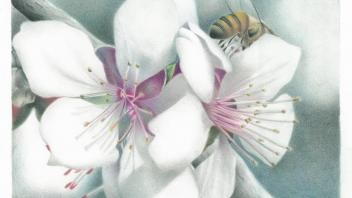 Almond Blossom Pollination artwork