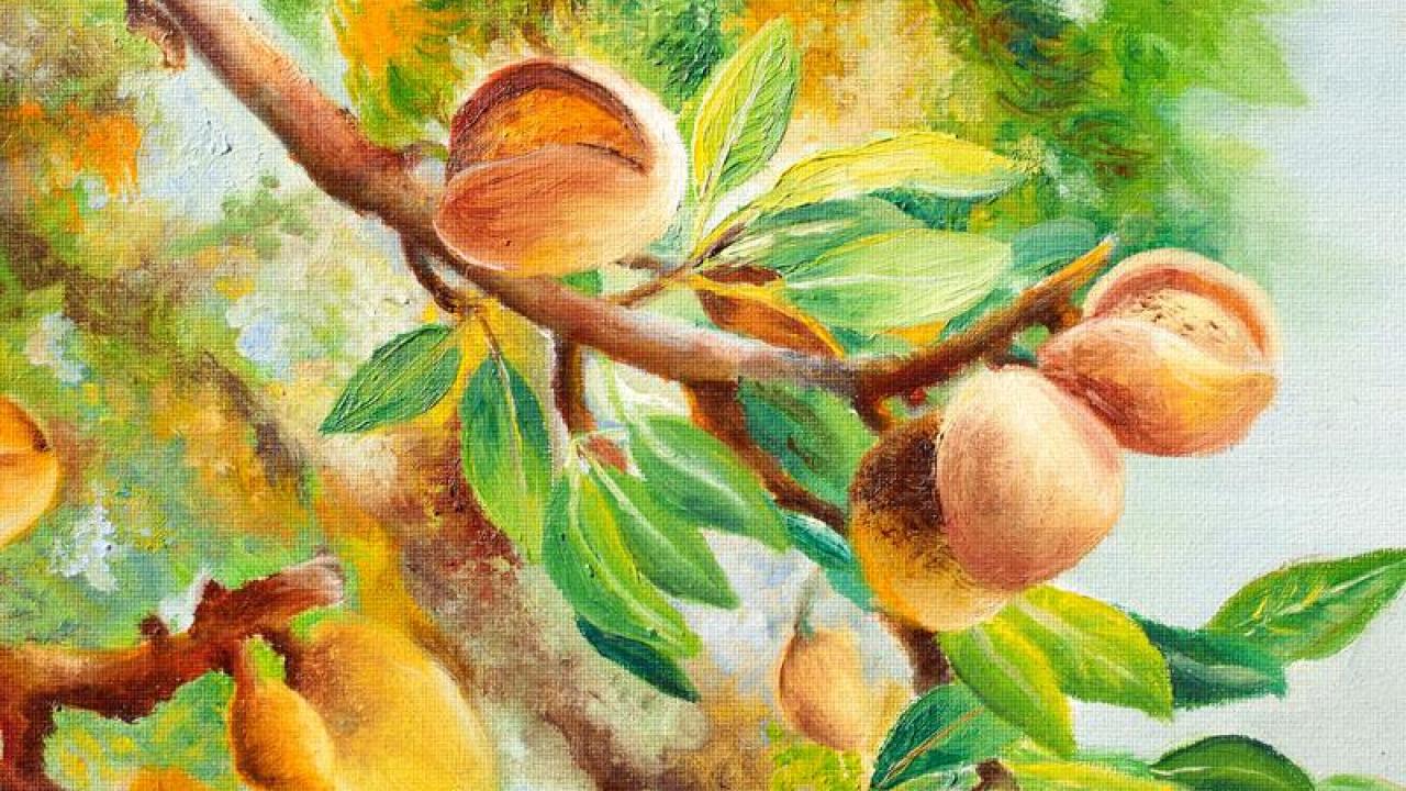 Peaches