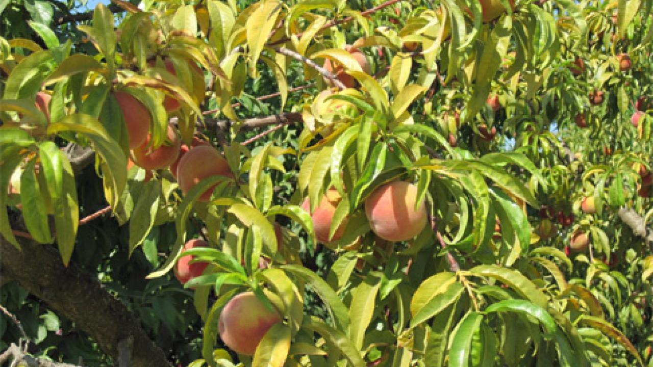 Severe potassium deficiency in peach. 