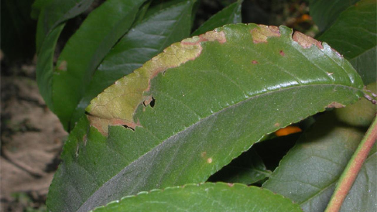 Marginal leaf necrosis caused by magnesium deficiency. 