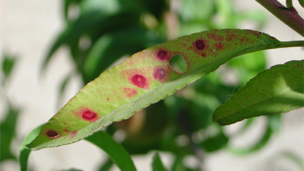 Red spots in a peach leaf caused by nitrogen deficiency.
