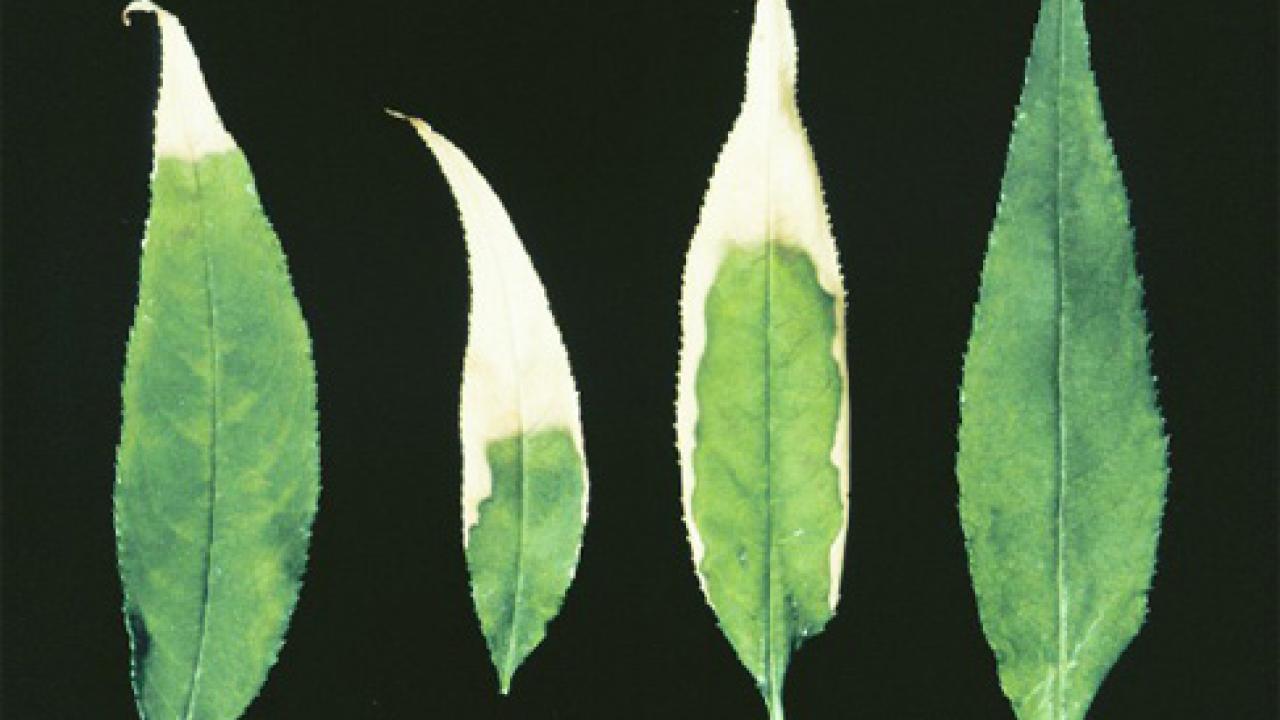 Marginal leaf burn on peach leaves caused by salt toxicity. 
